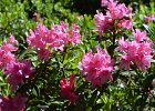 rhododendron01