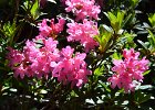 rhododendron03