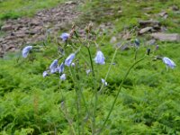 Pyrenees 129 : Fleurs