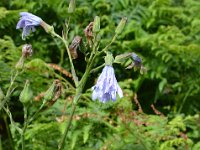 Pyrenees 131 : Fleurs