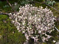 Pyrenees 132 : Fleurs