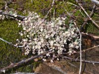 Pyrenees 133 : Fleurs