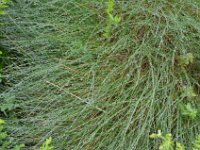 Pyrenees 136 : Fleurs