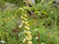 Pyrenees 138 : Fleurs