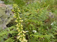 Pyrenees 139 : Fleurs