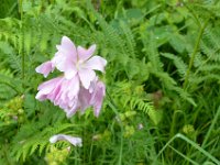 Pyrenees 140 : Fleurs
