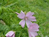 Pyrenees 141 : Fleurs