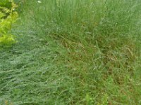 Pyrenees 142 : Fleurs