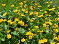 Pyrenees 147 : Fleurs