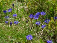Pyrenees 148 : Fleurs