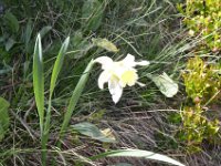 Pyrenees 194 : Fleurs