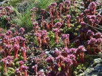 Pyrenees 195 : Fleurs