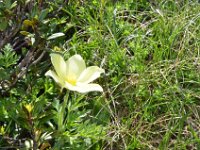 Pyrenees 299 : Fleurs