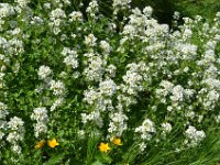 Pyrenees 322 : Fleurs