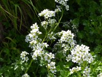 Pyrenees 323 : Fleurs