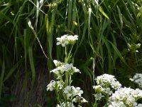 Pyrenees 324 : Fleurs