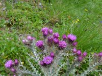 Pyrenees 326 : Fleurs