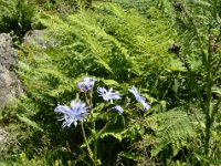 Pyrenees 336 : Fleurs