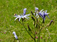Pyrenees 337 : Fleurs