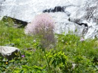 Pyrenees 347 : Fleurs