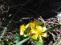 Pyrenees 350 : Fleurs