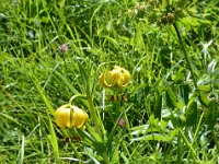 Pyrenees 351 : Fleurs