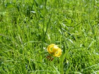 Pyrenees 352 : Fleurs