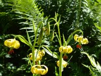Pyrenees 353 : Fleurs