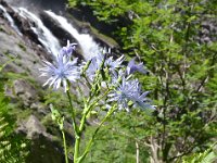 Pyrenees 357 : Fleurs