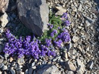 Pyrenees 398 : Fleurs