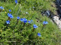 Pyrenees 425 : Fleurs