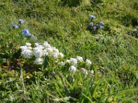 Pyrenees 429 : Fleurs