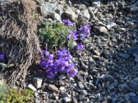 Pyrenees 430 : Fleurs