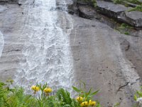 Pyrenees 474 : Fleurs