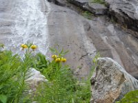 Pyrenees 476 : Fleurs