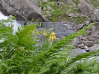 Pyrenees 477 : Fleurs