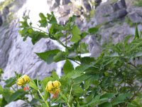 Pyrenees 481 : Fleurs