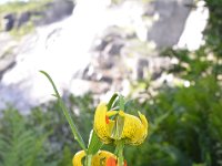 Pyrenees 484 : Fleurs