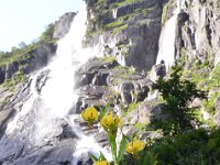 Pyrenees 485 : Fleurs