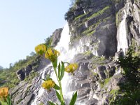Pyrenees 486 : Fleurs