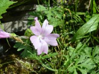 Pyrenees 508 : Fleurs