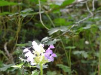 Pyrenees 514 : Fleurs