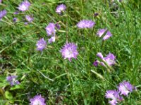 Pyrenees 519 : Fleurs
