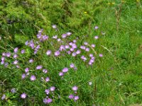 Pyrenees 520 : Fleurs