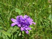 Pyrenees 523 : Fleurs
