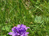 Pyrenees 524 : Fleurs