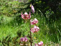 Pyrenees 525 : Fleurs