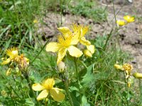 Pyrenees 526 : Fleurs