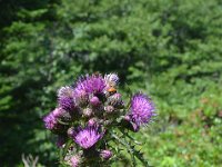 Pyrenees 529 : Fleurs