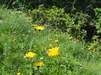 Pyrenees 530 : Fleurs